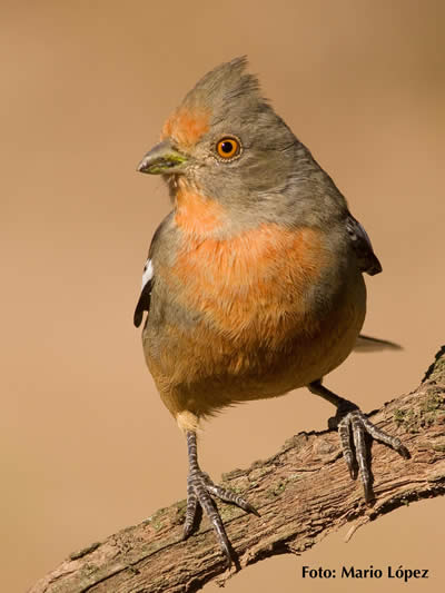 Avistaje de aves