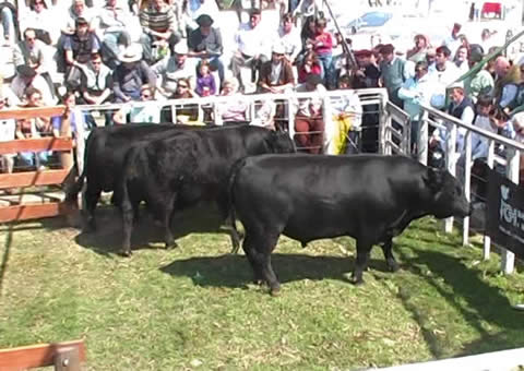 FOTO: 85ª Expo Rural de Santa Rosa