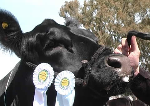 FOTO: 85ª Expo Rural de Santa Rosa