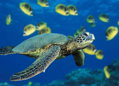 Punta Cana en República Dominicana