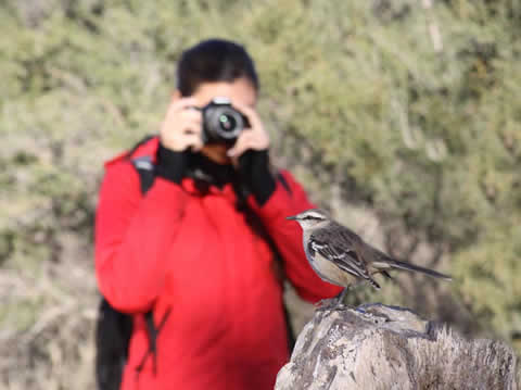 24hs Birding Challenge