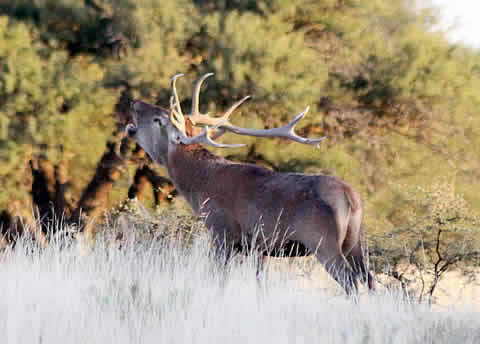 Excursión guiada de Avistaje de Ciervos en Brama